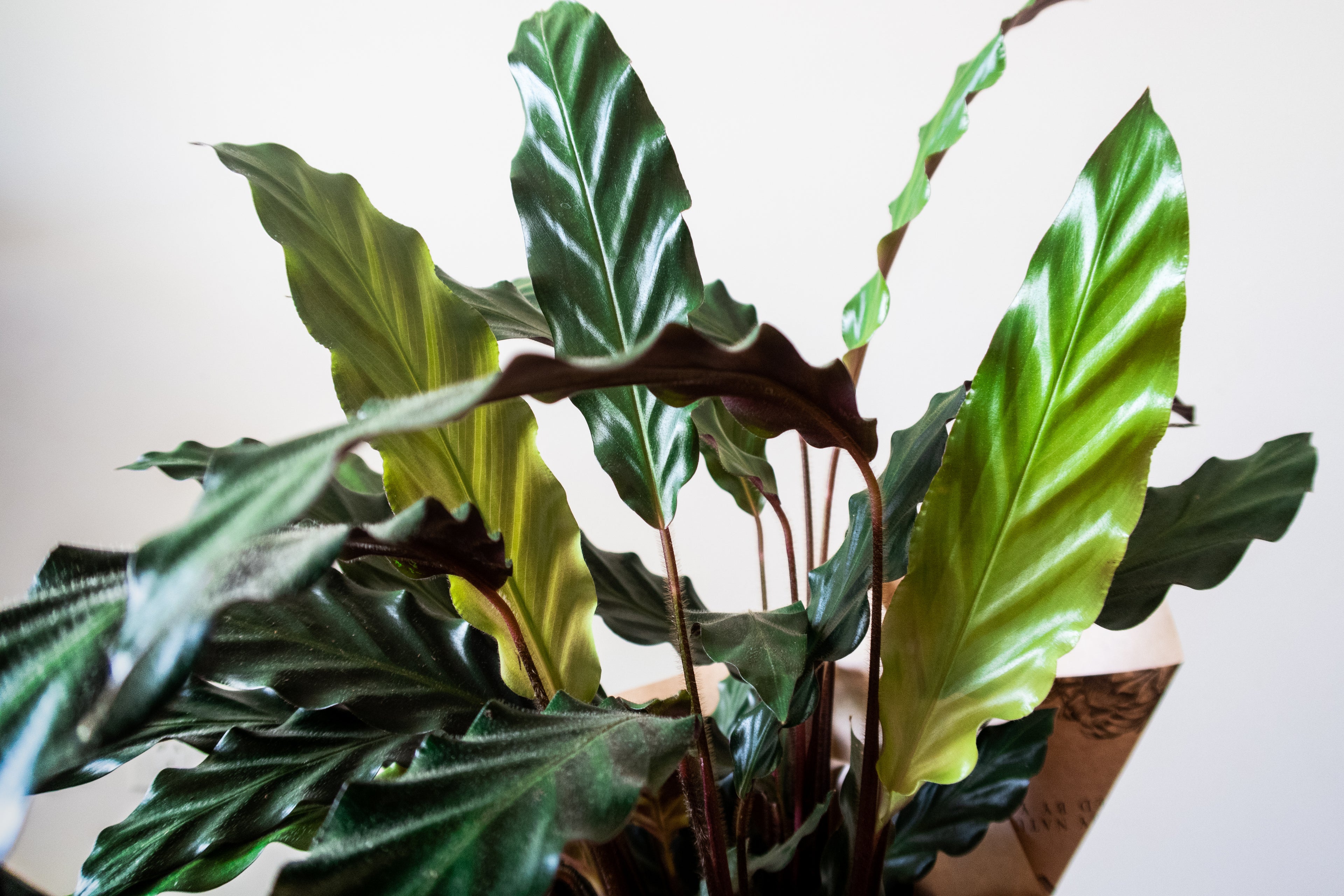 Calathea Rufibarba - Bosque 