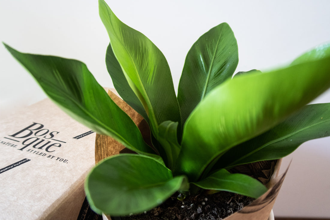 Birds Nest Fern - Bosque 