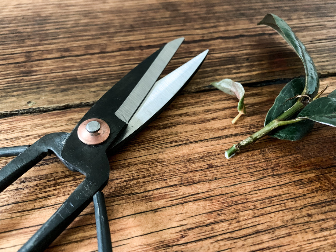 Steel Indoor Plant Shears - Bosque 