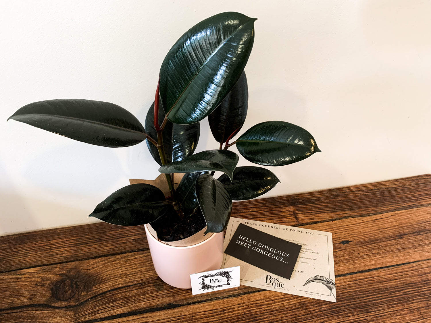 Ficus Small - Bosque 