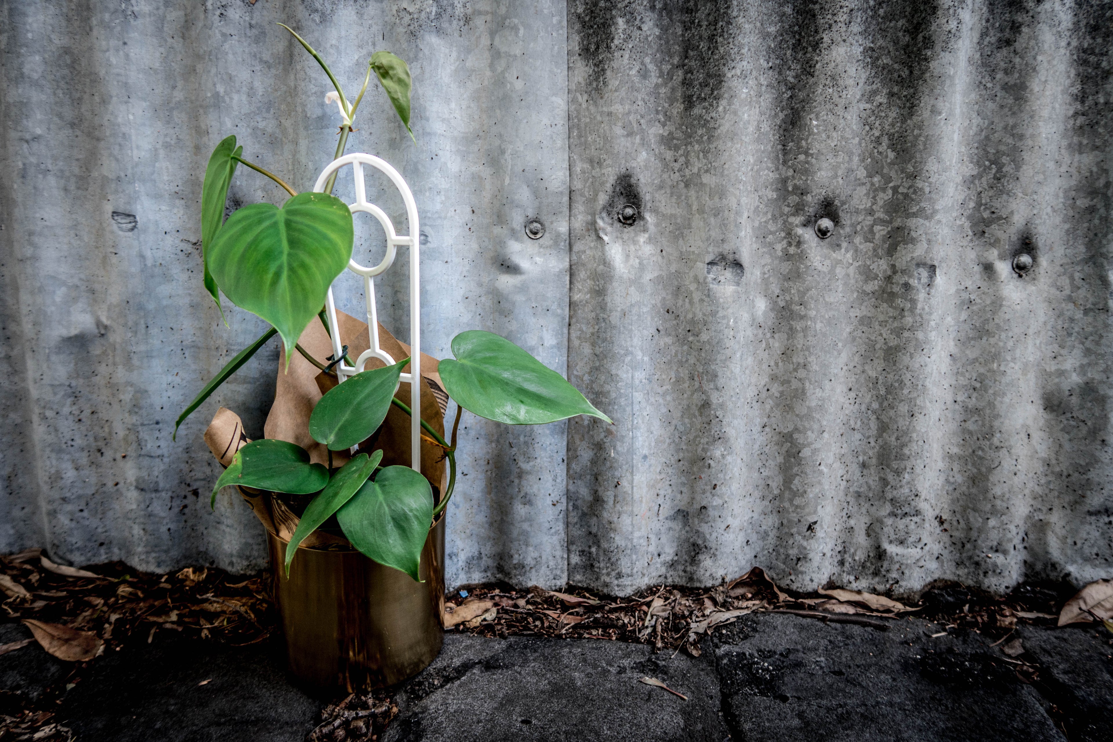 Heartleaf Philodendron - Bosque 