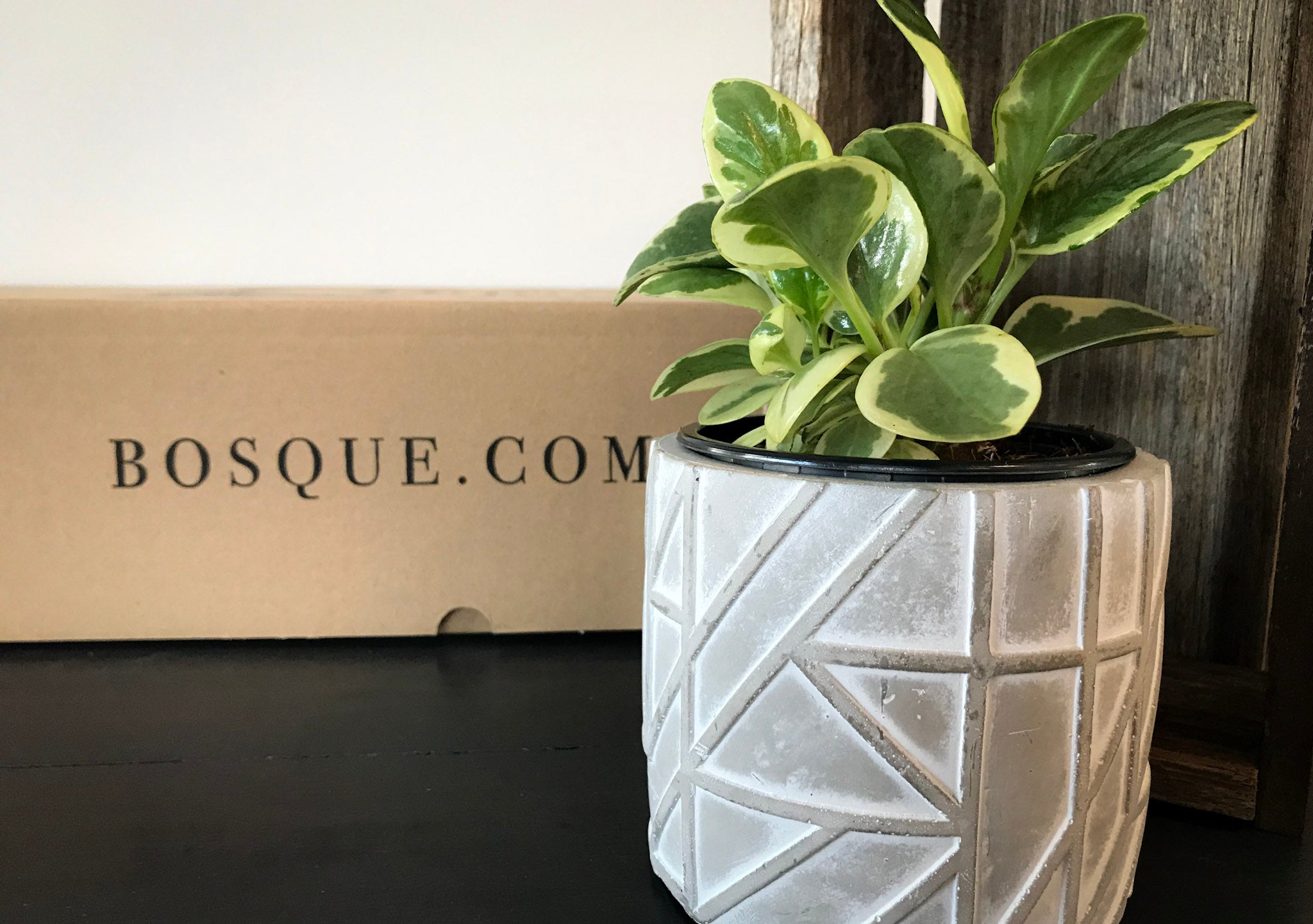 Marble Peperomia - Bosque 