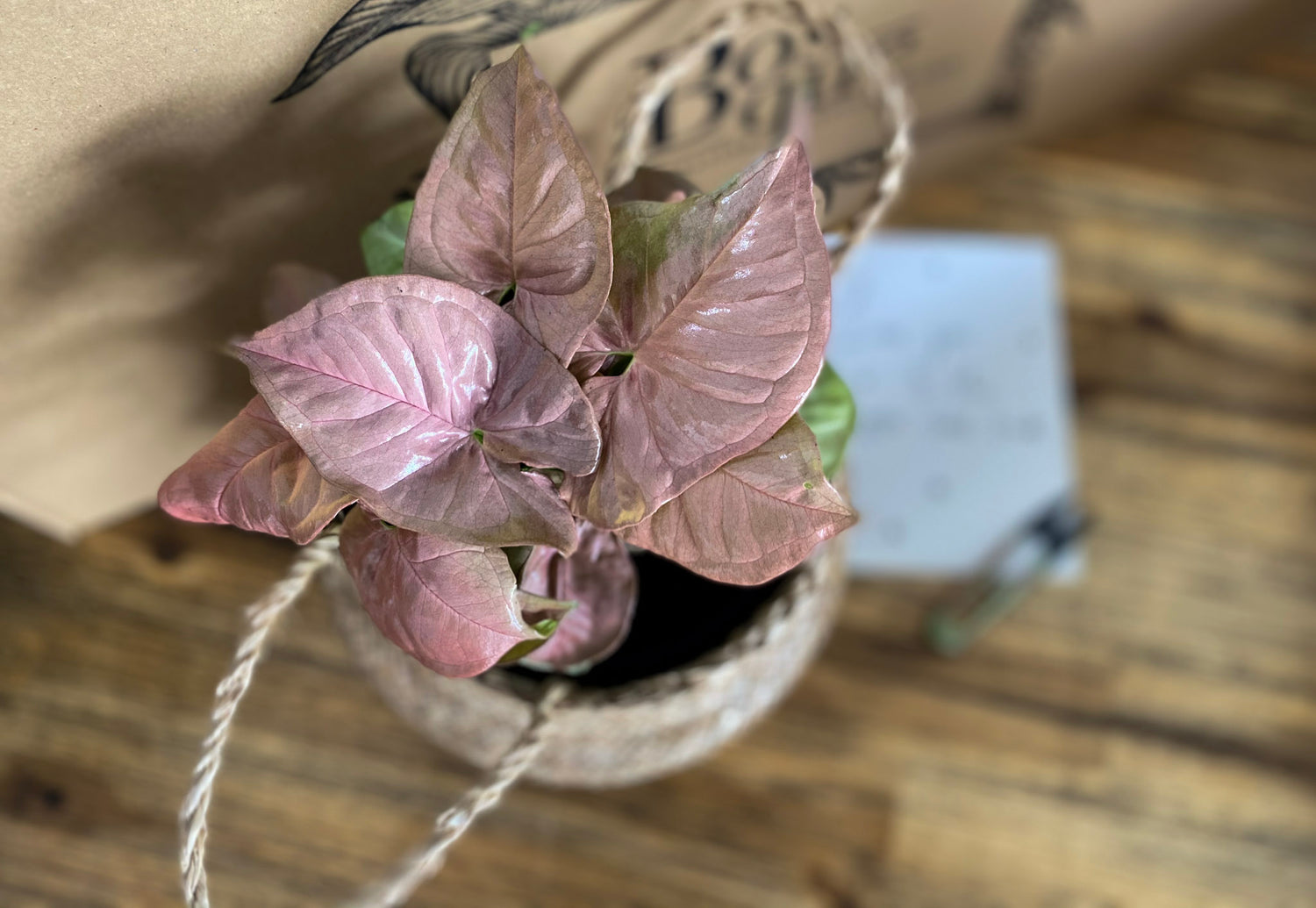 Neon Pink Arrowhead Plant - Bosque 