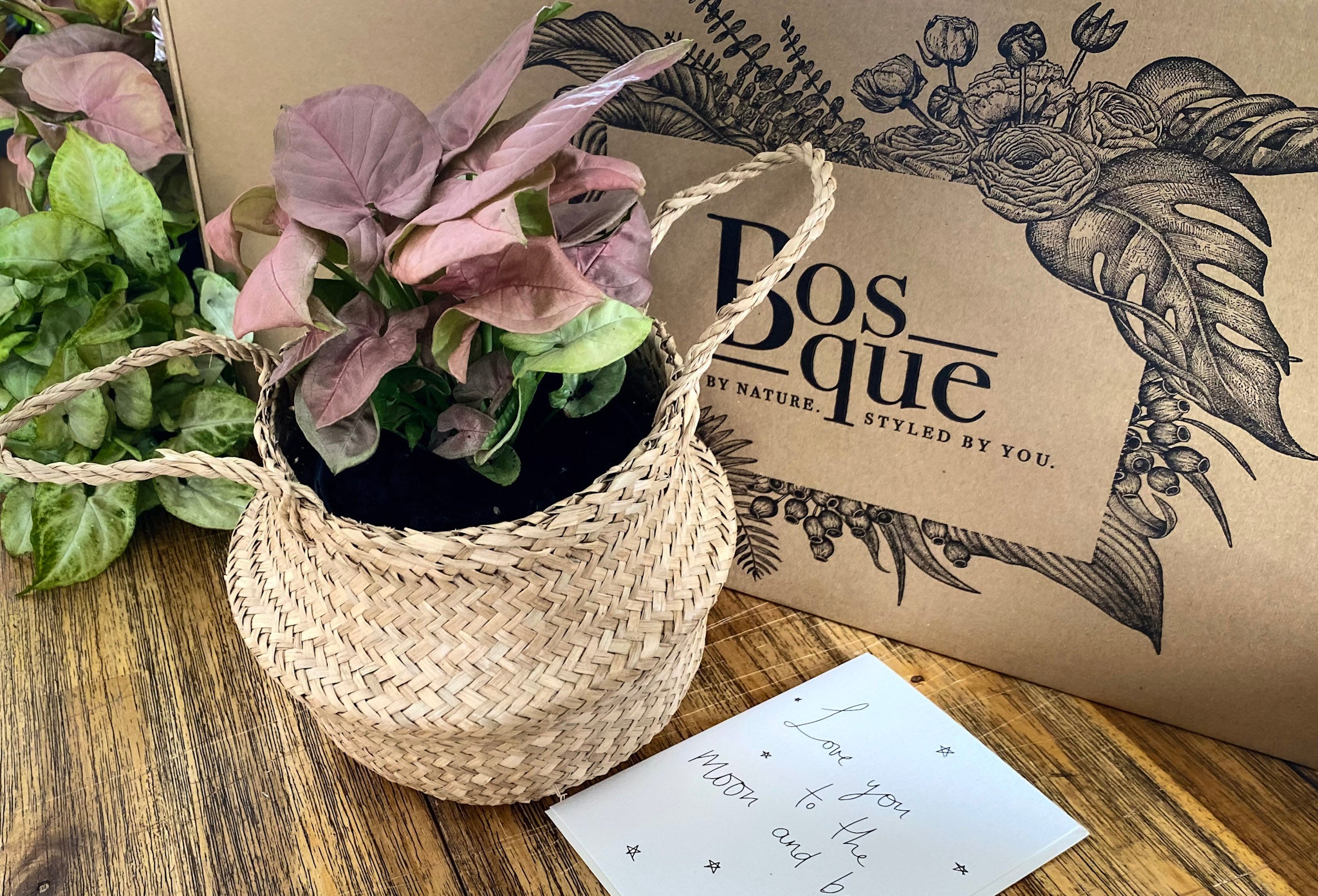 Neon Pink Arrowhead Plant - Bosque 