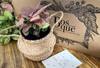 Neon Pink Arrowhead Plant - Bosque 