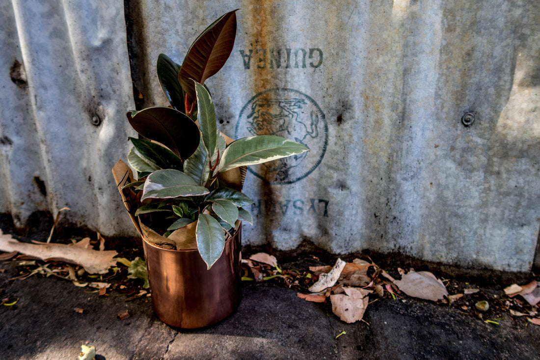 Ruby Variegated Ficus - Bosque