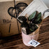 3 Month Plant & Accessory Subscription - Bosque 