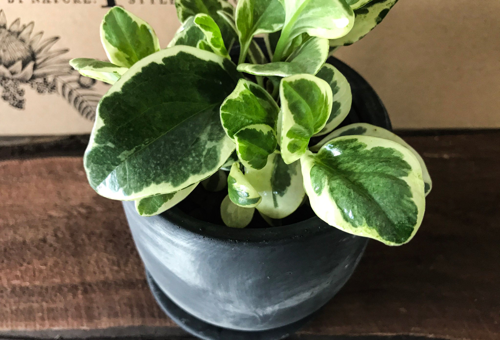 Marble Peperomia - Bosque 