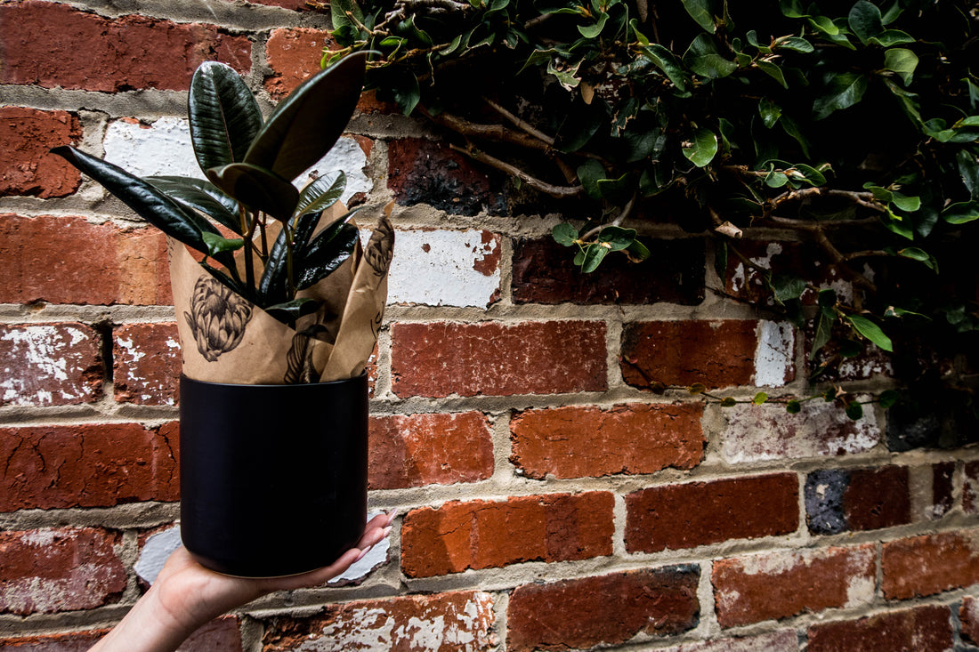 Ficus Small - Bosque