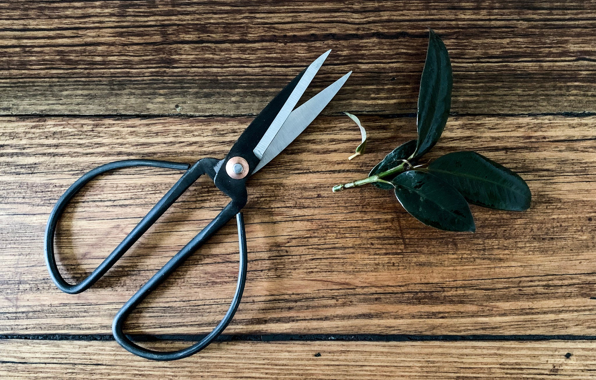 Steel Indoor Plant Shears - Bosque 