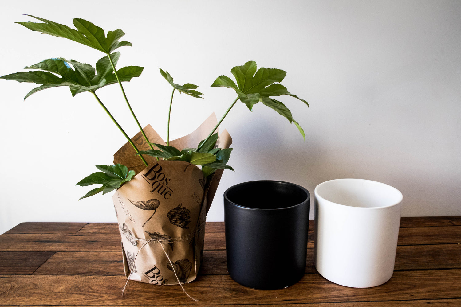 Spider Web Plant - Bosque 
