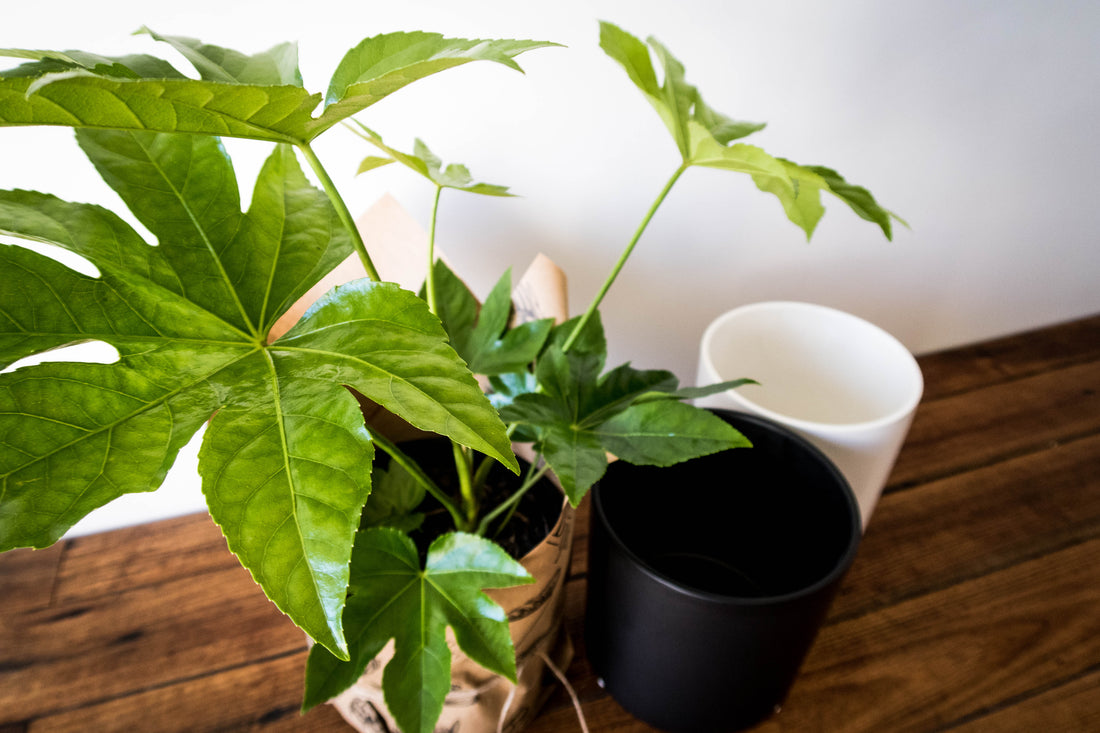 Spider Web Plant - Bosque 