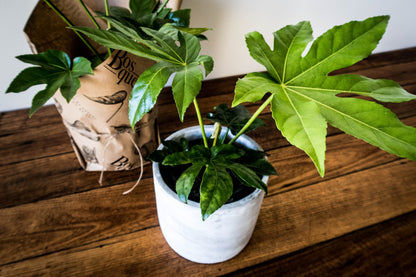Spider Web Plant - Bosque 