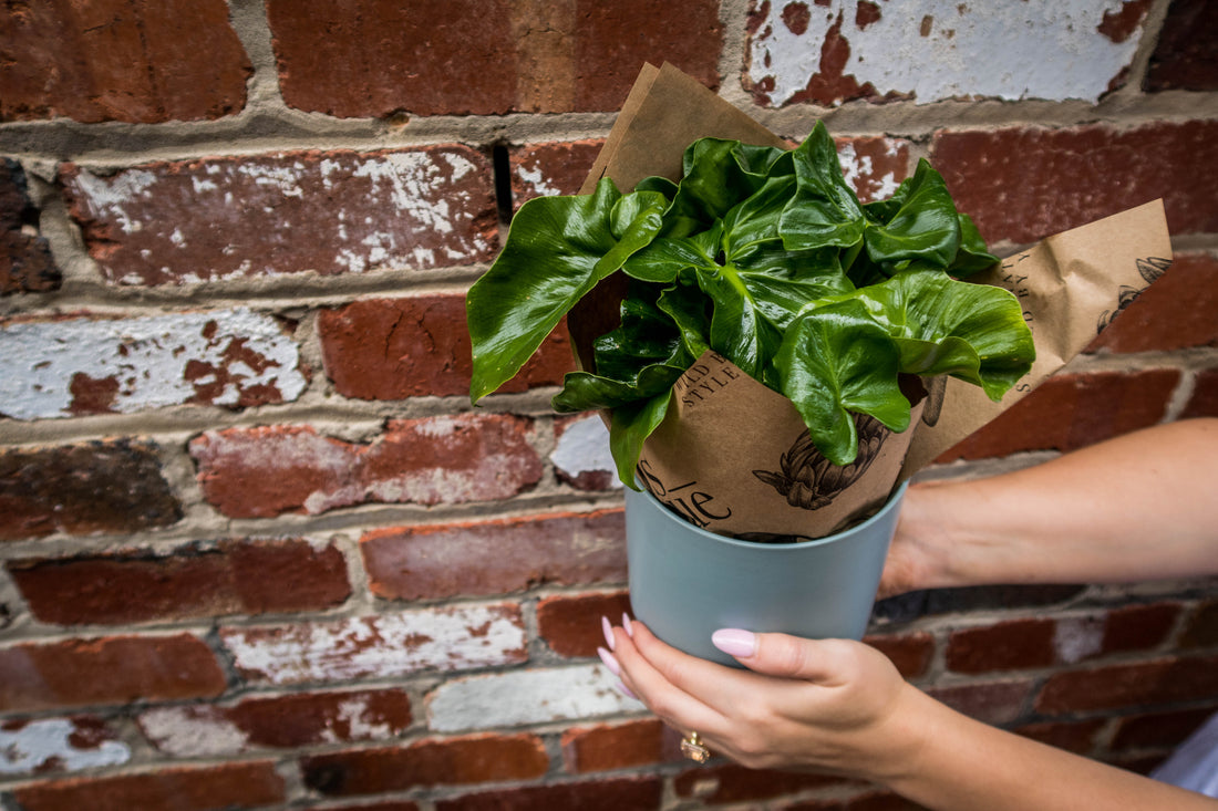 Plant Trio Green House Box - Bosque 