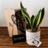 3 Month Plant Subscription - Bosque 