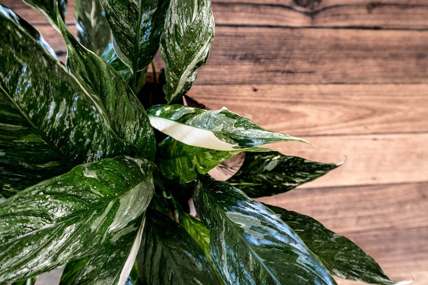 Variegated Peace Lily - Bosque 