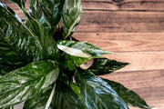 Variegated Peace Lily - Bosque 