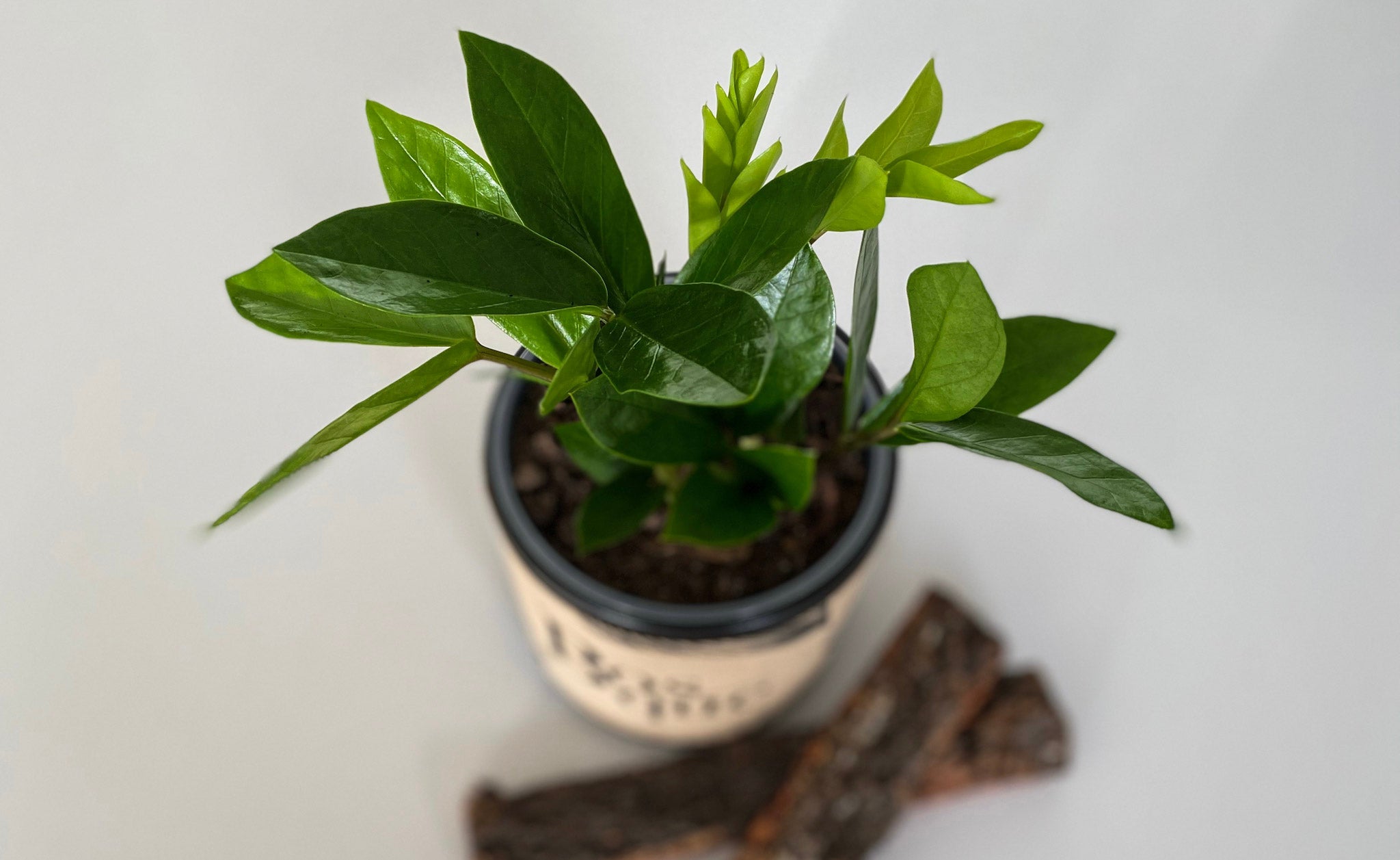 ZZ Plant - Zamioculcas Zamiifolia - Bosque 