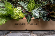 Six Plant Green House Box - Bosque 