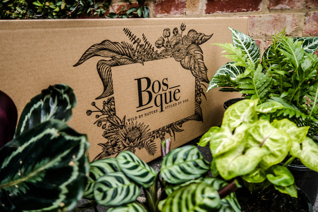 Five Plant Green House Box - Bosque 