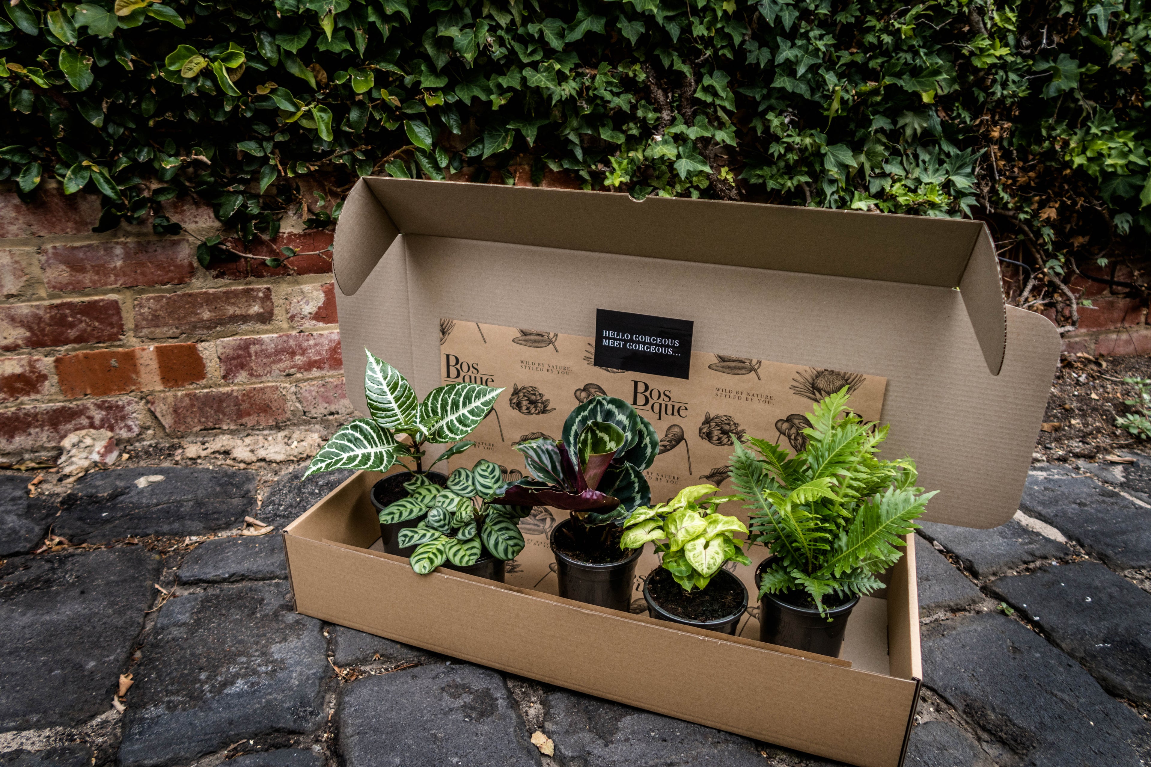 Five Plant Green House Box - Bosque 